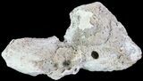 Agatized Fossil Coral Geode - Florida #72306-2